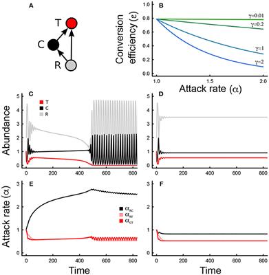 Eco-Evolutionary Origins of Diverse Abundance, Biomass, and Trophic Structures in Food Webs